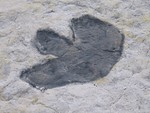 Dinosaur Ridge : 